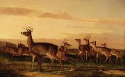 John James Audubon Startled Deer A Prairie Scene Sweden oil painting artist